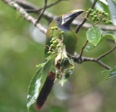 Imagen Tucancillo Verde
